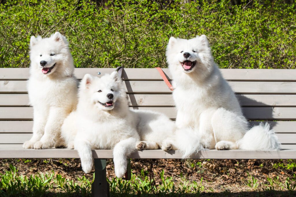 How To Adopt a Samoyed in Louisiana