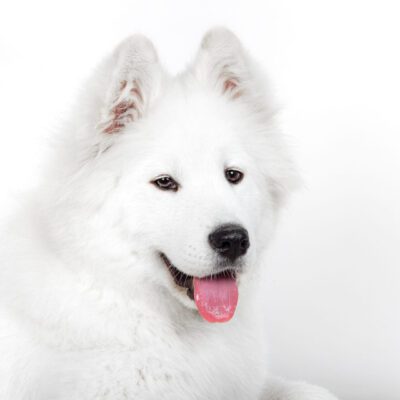 Samoyed