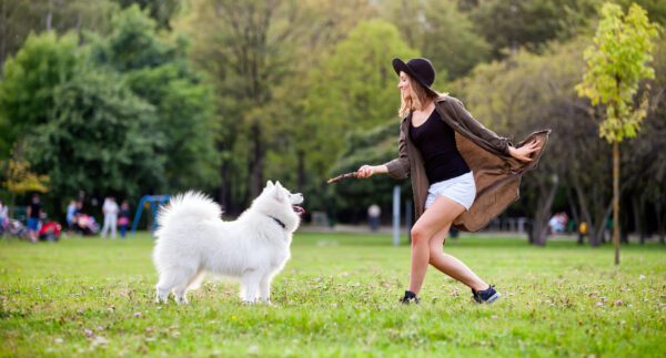 Samoyed Playing With Owner On Grassy Field