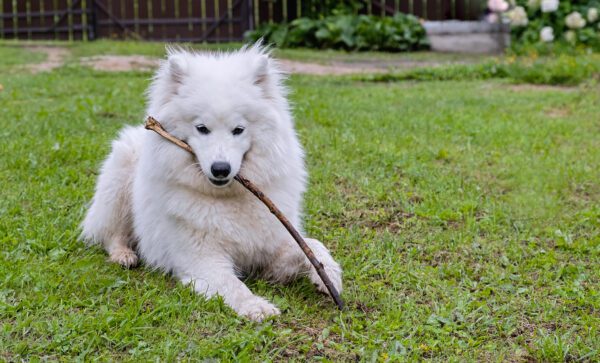Samoyed Puppy Chewing Stick On Green Grass