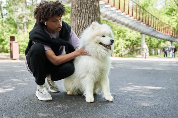 Samoyed Sitting Beside Person On Paved Path