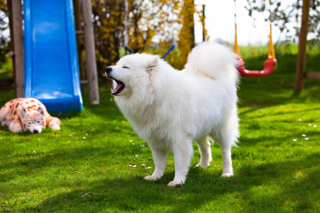 Samoyed Standing On Grass Near Playground