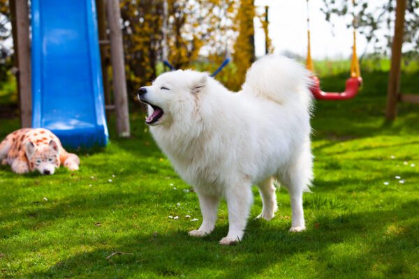 Samoyed Standing On Grass Near Playground