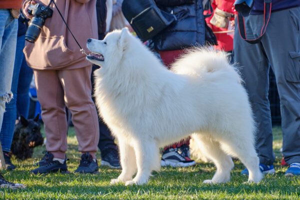 Samoyed Standing With People Outdoors In Park