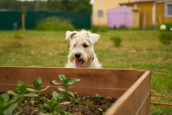 Scottish Terrier Peeking Over Garden Bed Outdoors