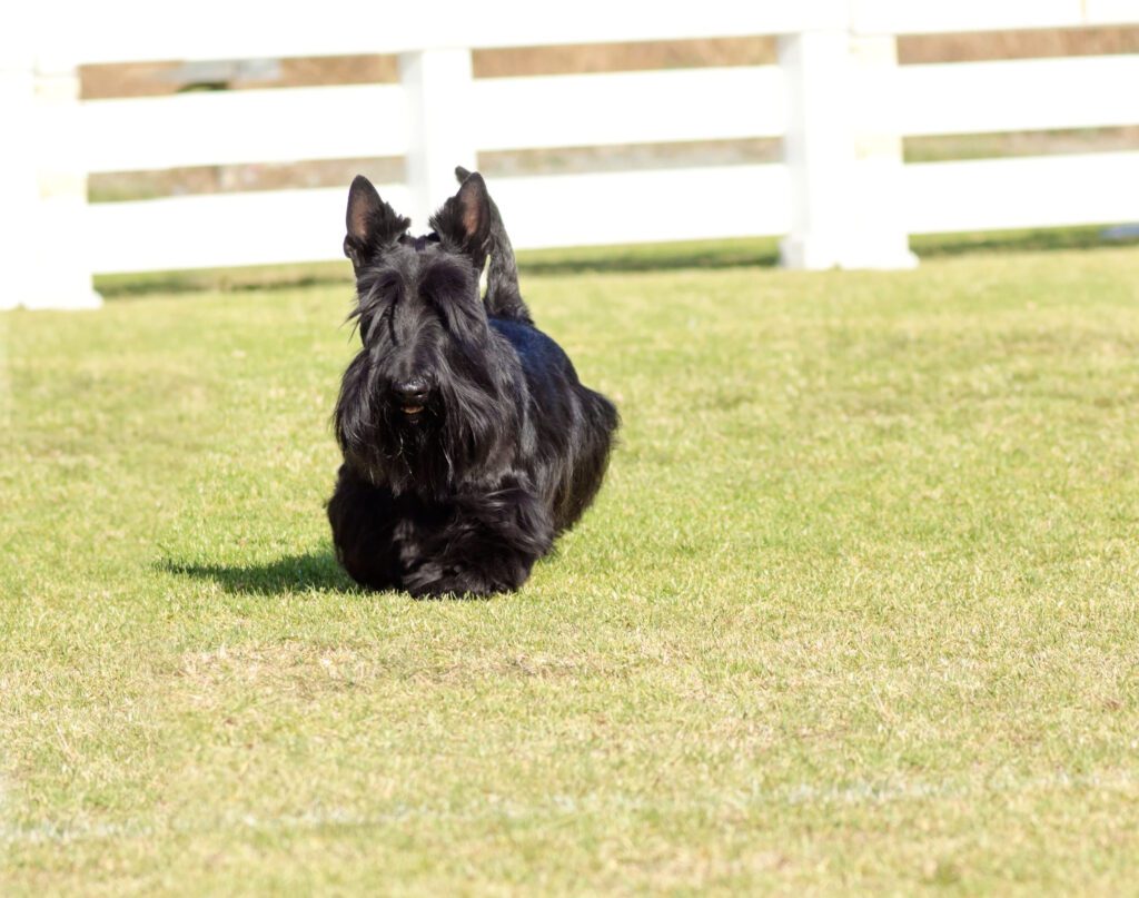 Scottish Terrier Running Across Green Lawn In Yard
