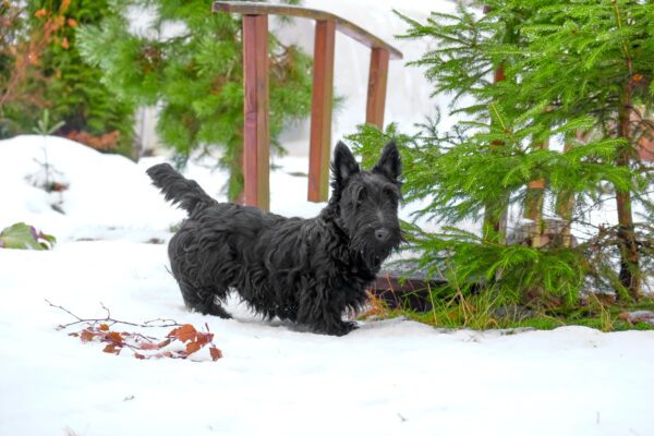 Scottish Terrier Running Through Snow Near Trees