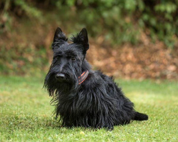 Scottish Terrier Sitting On Grass With Blurred Background