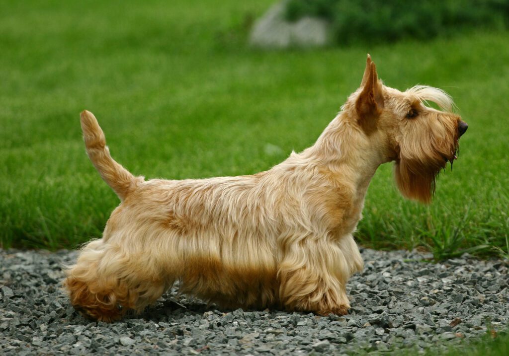 How To Adopt a Scottish Terrier in Illinois