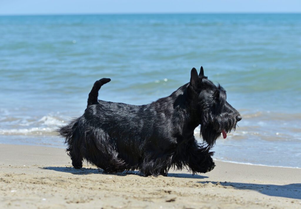 Scottish Terrier Walking Along Sandy Beach Near Water