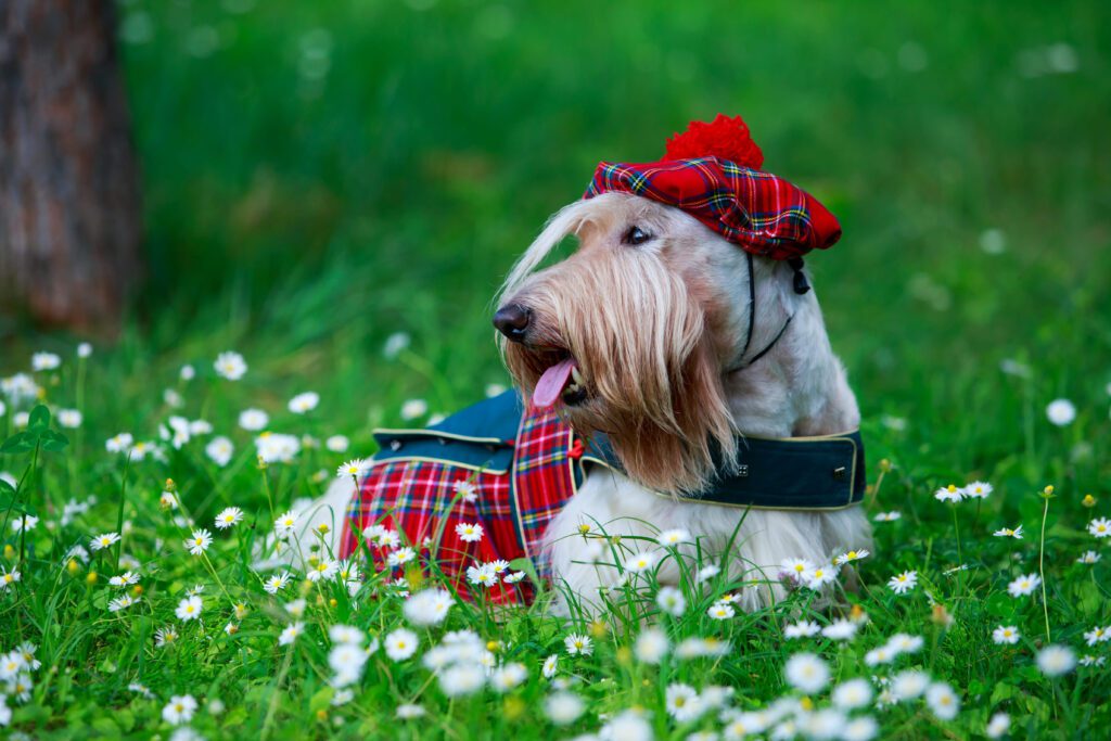 How to Adopt a Scottish Terrier