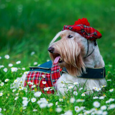 Scottish Terrier