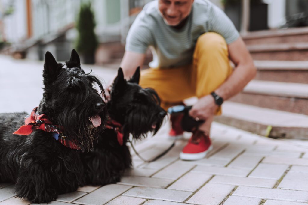 Scottish Terriers With Owner Sitting On Outdoor Steps