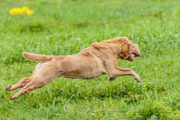 Shar Pei Jumping Mid Air While Playing On Grass