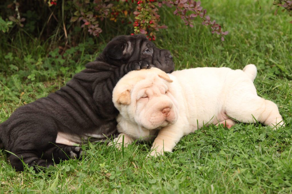 Shar Pei Puppies Lying Together On Grass