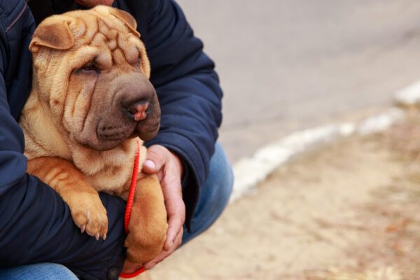 Shar Pei Puppy Being Held By Owner Outdoors