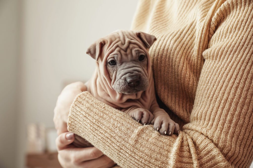Shar Pei Puppy Sitting On Its Owner Arms