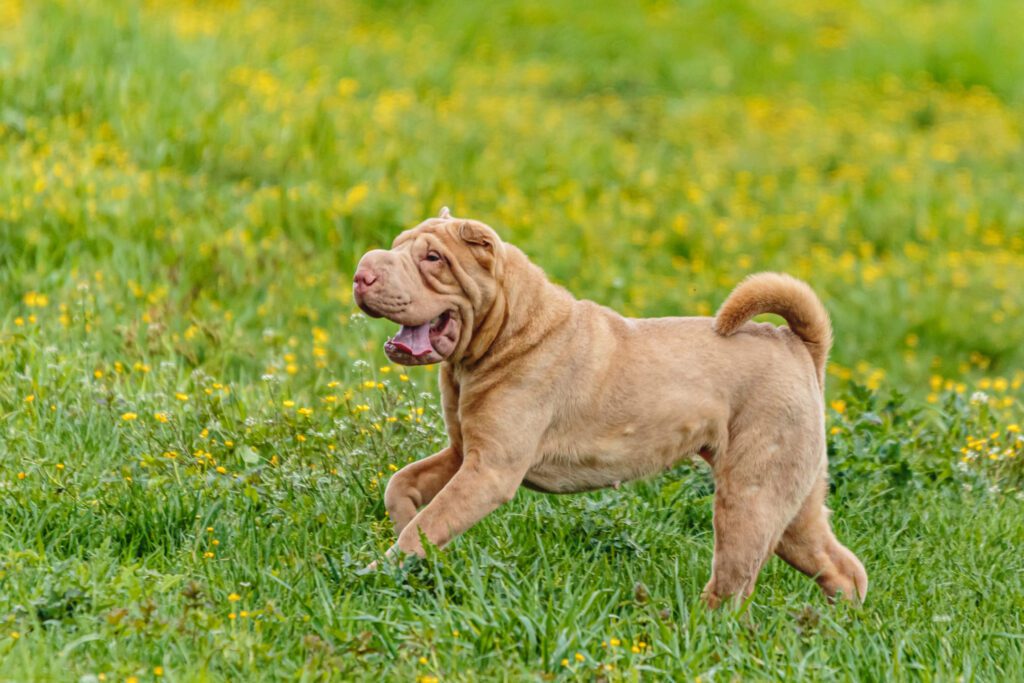 How to Adopt a Shar Pei