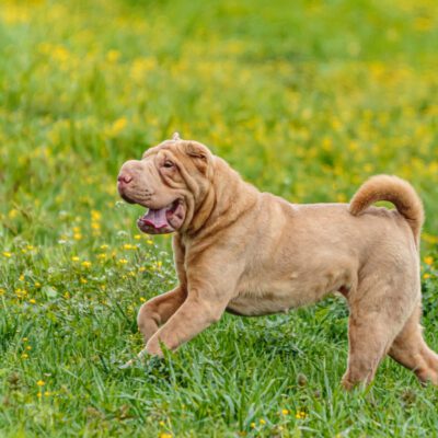 Shar Pei
