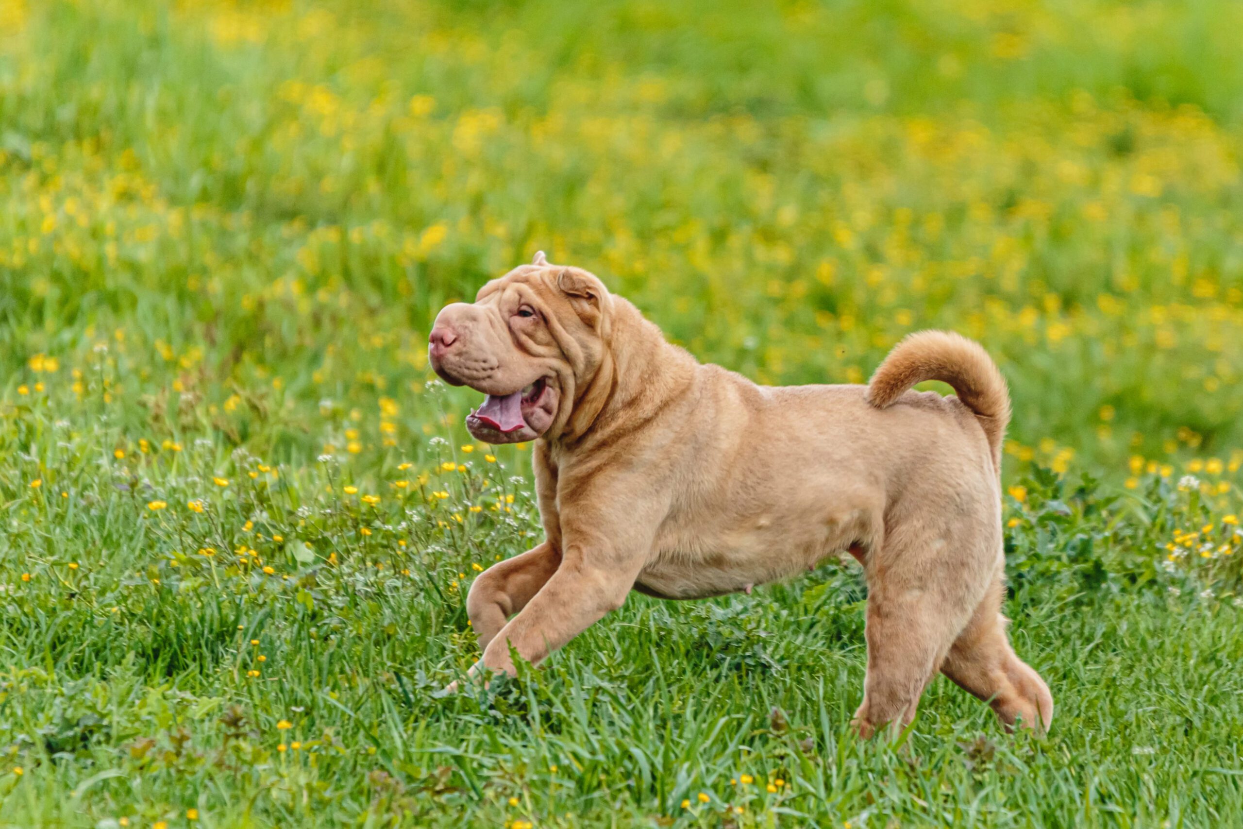 Shar Pei Adoption Guide