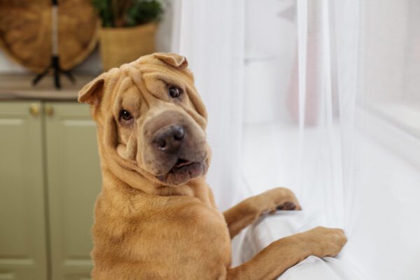 Shar Pei Sitting Indoors With Wrinkled Face Close Up