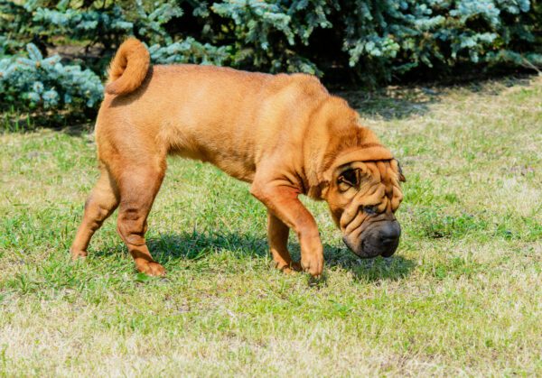Shar Pei Sniffing Grass In Garden