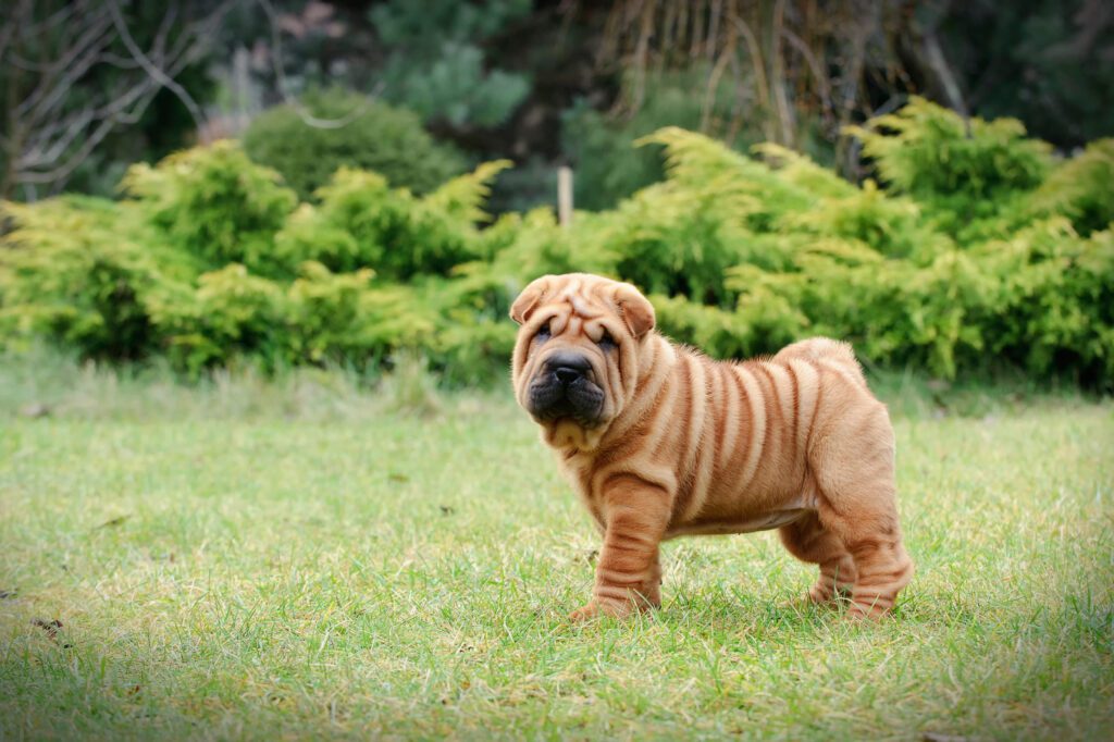 How To Adopt a Shar Pei in Florida