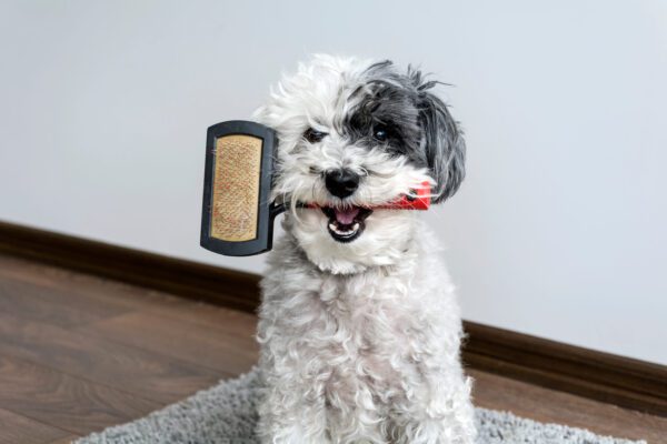 Sheepadoodle Holding Brush In Mouth Indoors