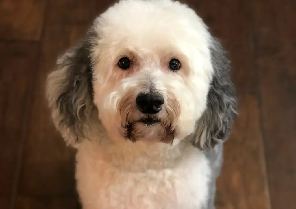How to Adopt a Sheepadoodle