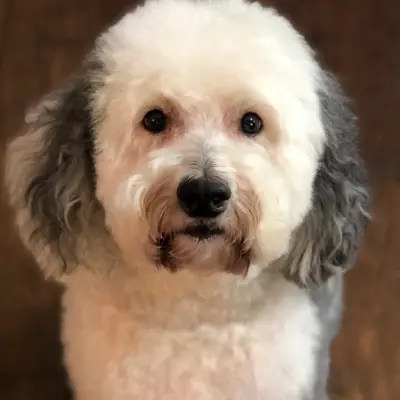 Sheepadoodle