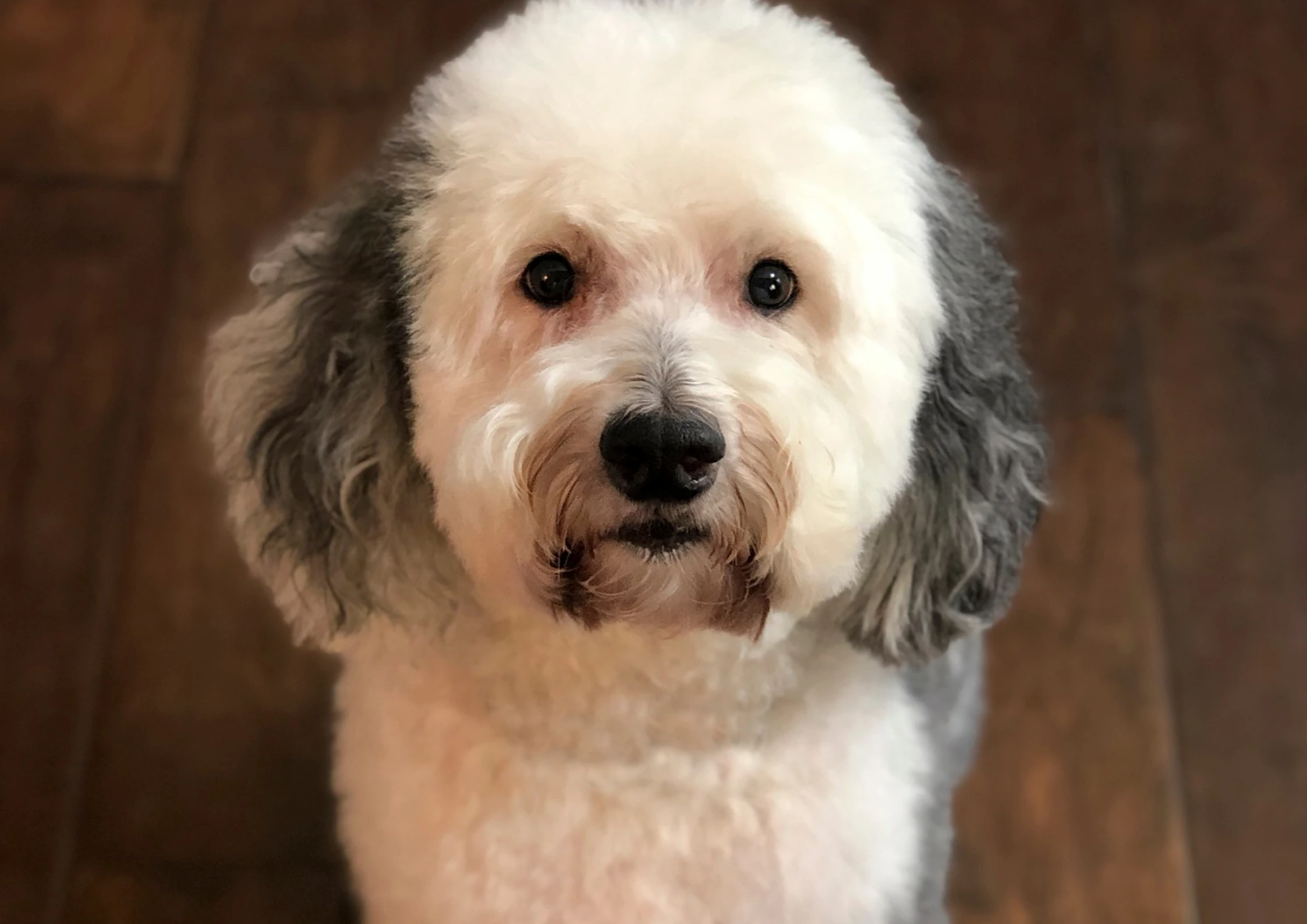 Sheepadoodle Adoption Guide
