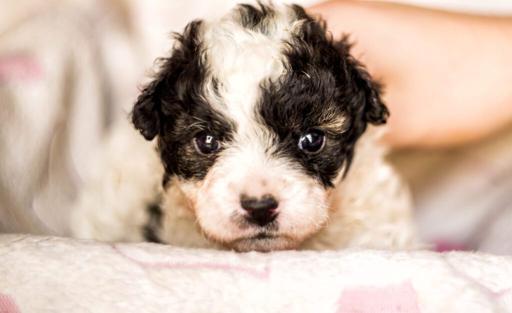 Sheepadoodle Puppy Close Up With Black And White Fur