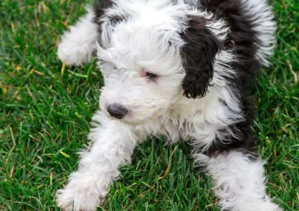 Sheepadoodle Puppy Lying On Grass Looking Down