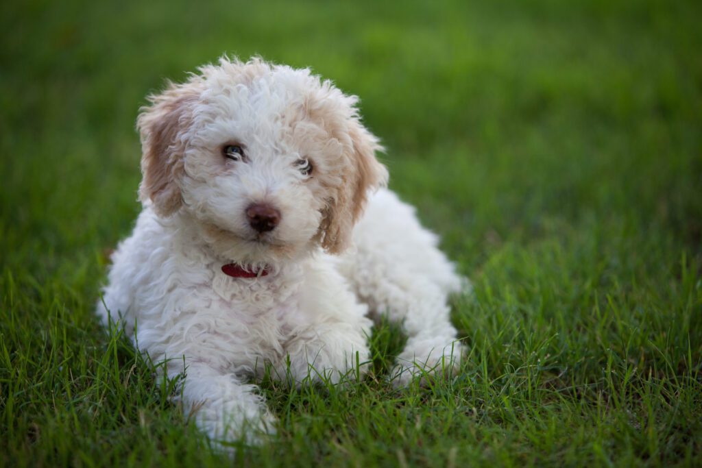 How To Adopt a Sheepadoodle in Louisiana