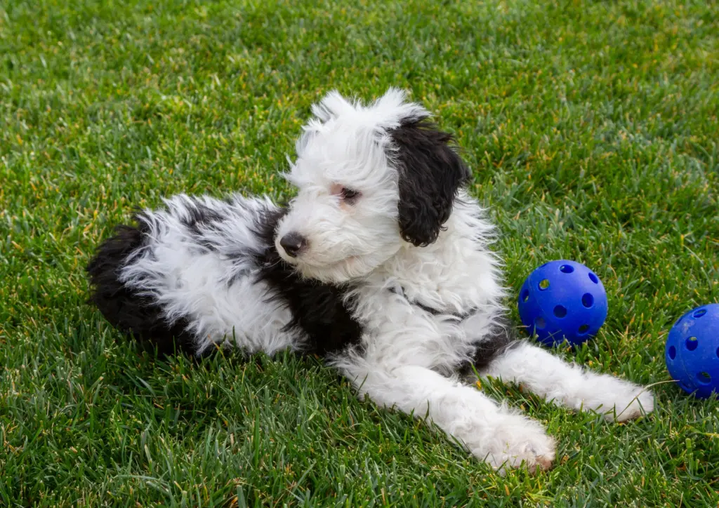 Sheepadoodle Puppy Playing With Purple Ball On Grass