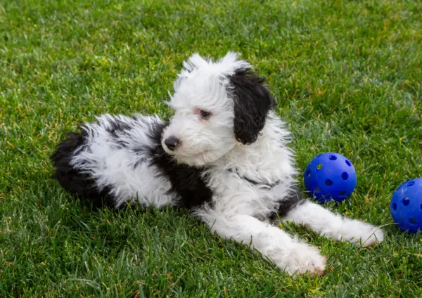 Sheepadoodle Puppy Playing With Purple Ball On Grass