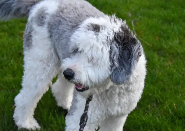 Sheepadoodle Puppy Standing On Green Grass Outdoors