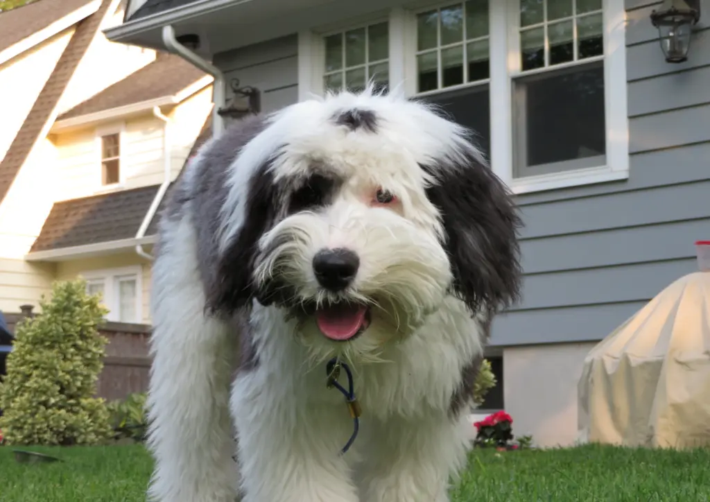 Sheepadoodle Standing Outdoors In Front Of House