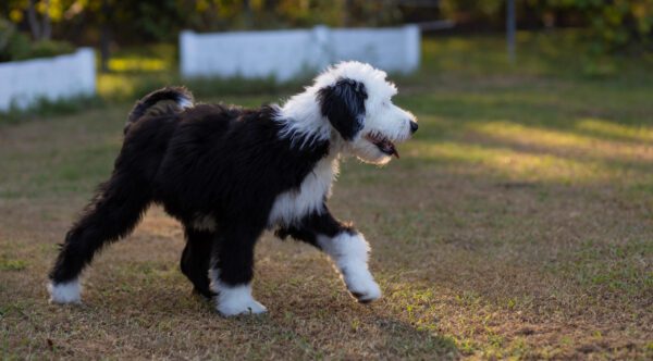 Sheepadoodle Walking On Grass In Backyard