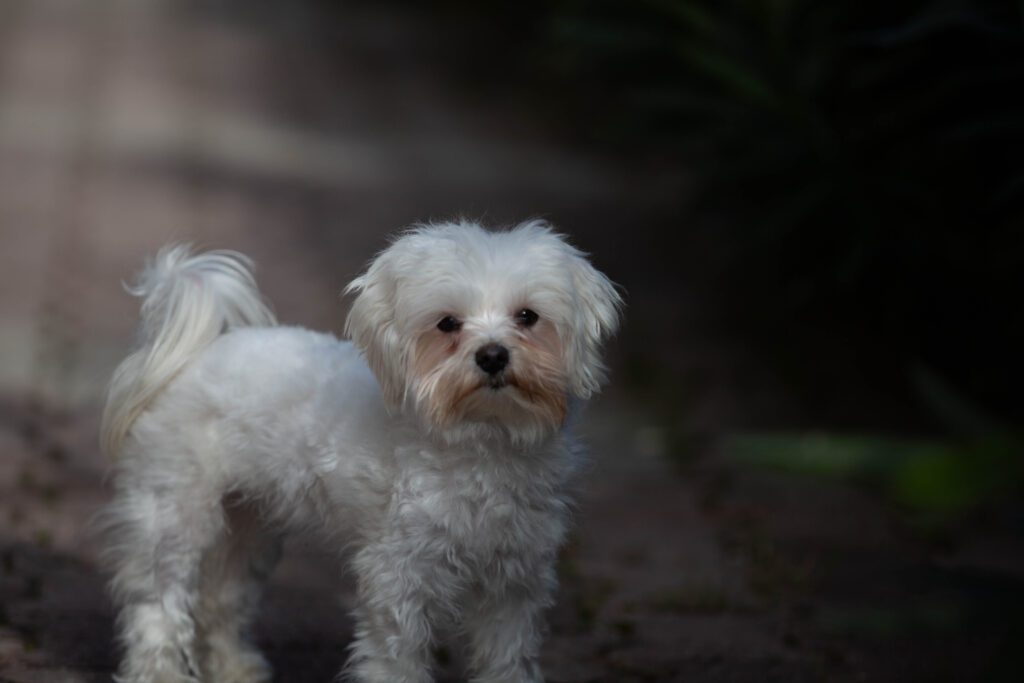 How To Adopt a Shihpoo in District Of Columbia