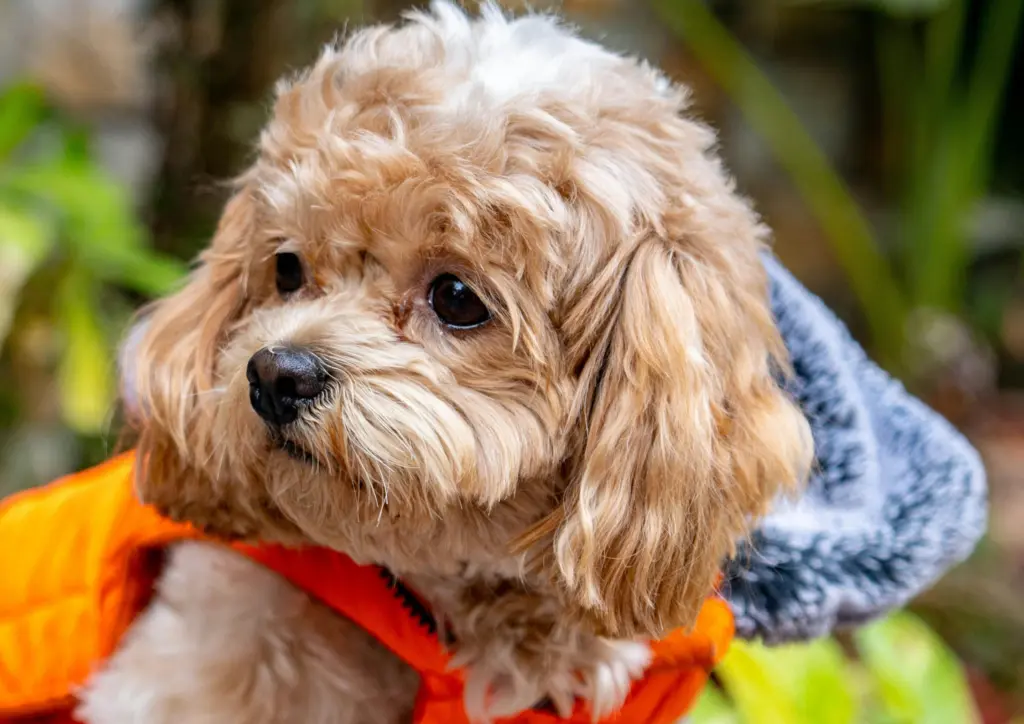 Shih Poo Looking Sideways With Curly Light Brown Fur