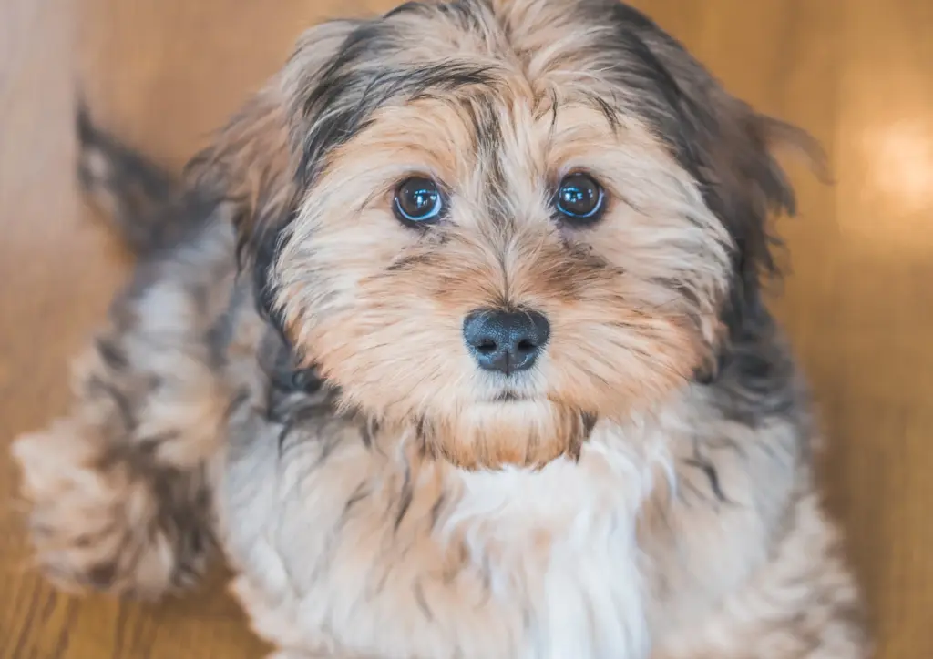 Shih Poo Puppy Close Up With Blue Eyes