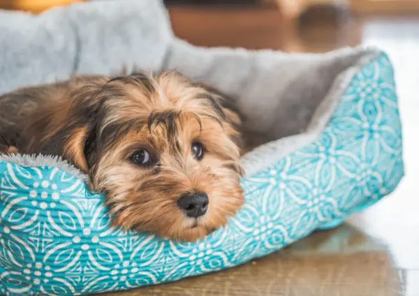 Shih Poo Puppy Lying On Soft Bed Indoors