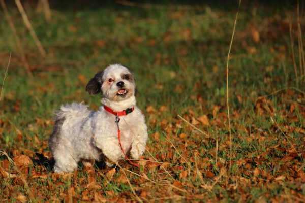 Shih Poo Sitting Among Fallen Leaves In Autumn