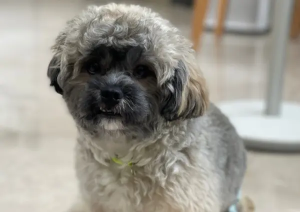 Shih Poo Sitting Indoors With Curly Gray Coat