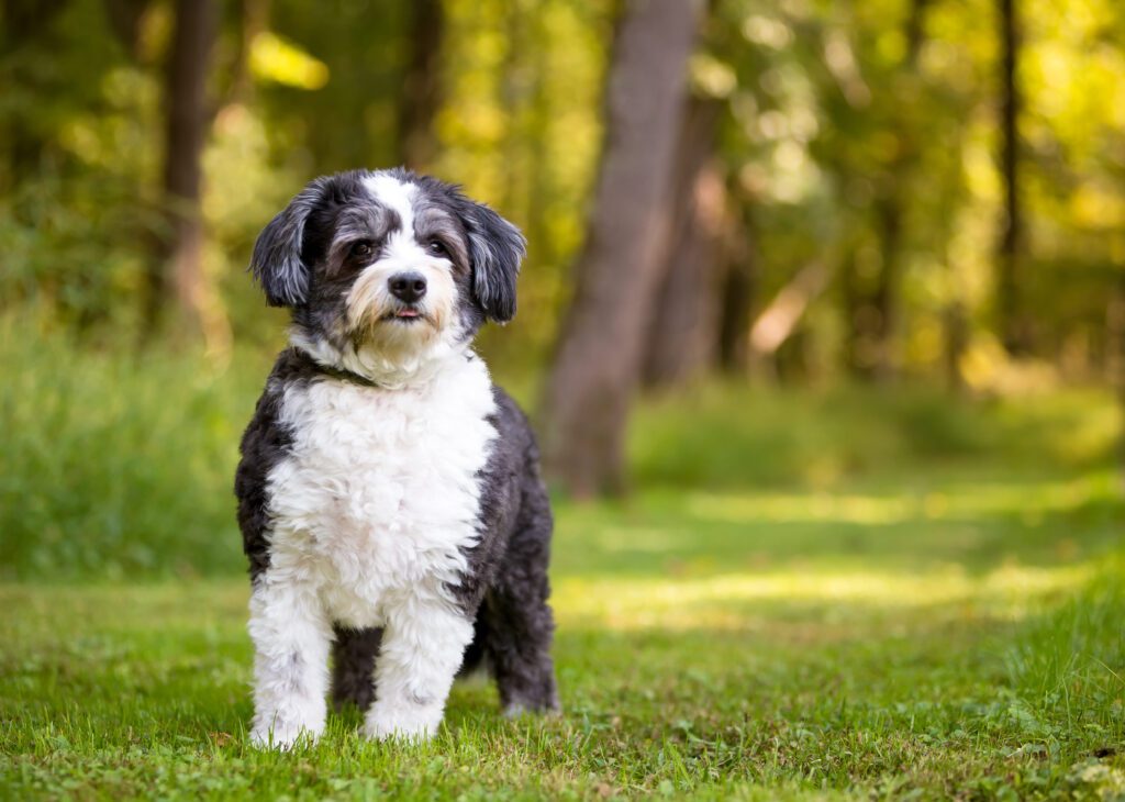 How To Adopt a Shihpoo in Utah