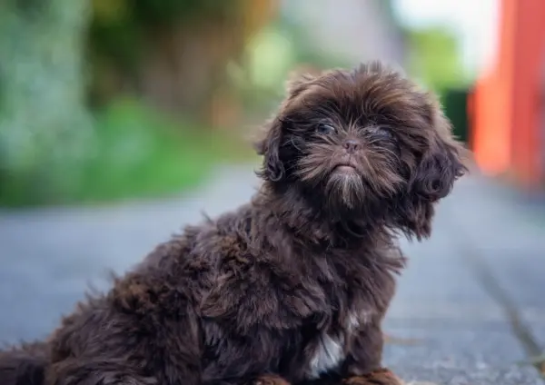 Shih Poo Sitting Outdoors With Fluffy Dark Coat