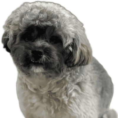 Shihpoo