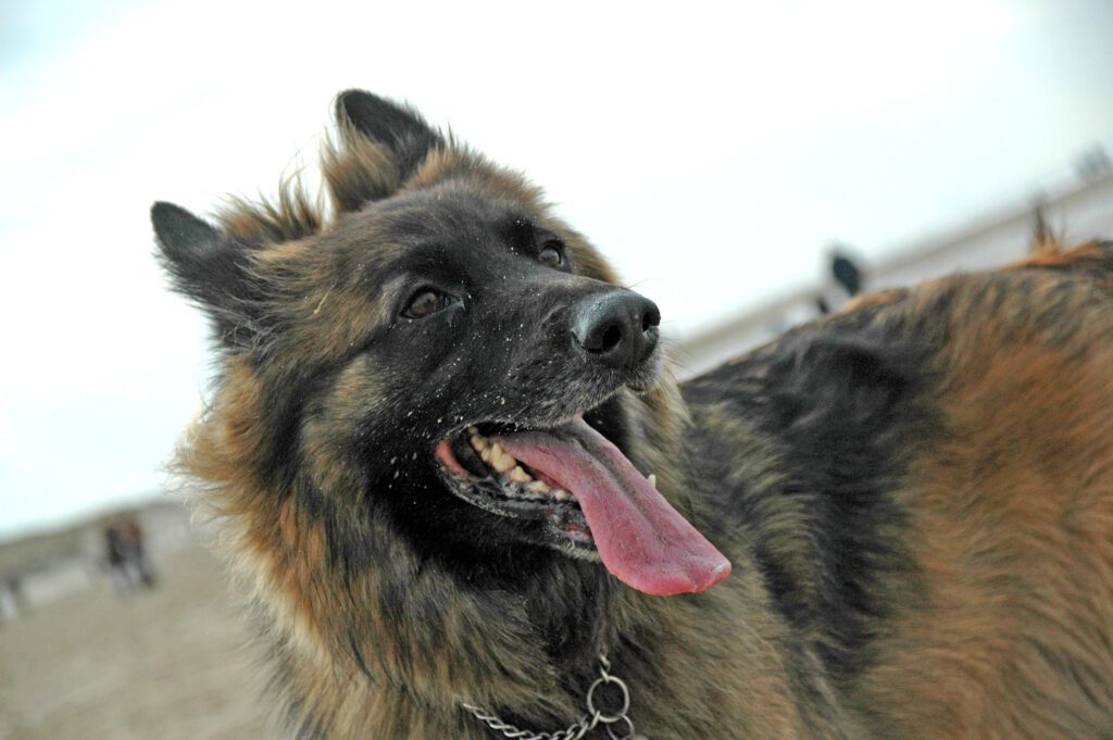 Shiloh Shepherd Close Up With Tongue Out