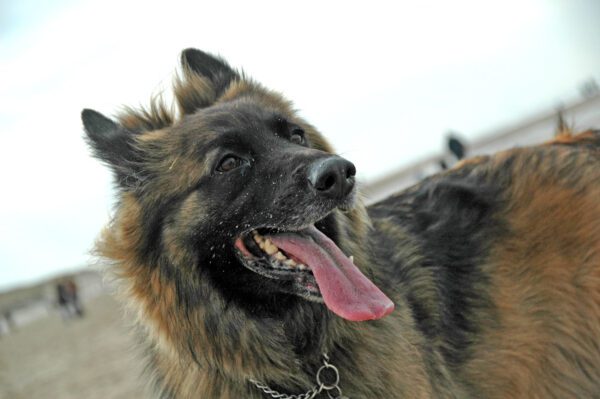Shiloh Shepherd Close Up With Tongue Out
